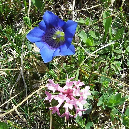 Rief Daheim Beim Wanderprofi Adults Only *